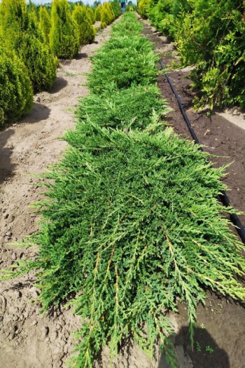 Ялівець горизонтальний Принц Уельський  | Juniperus horizontalis Prince of Wales  |  Можжевельник горизонтальный Принц Уэльский